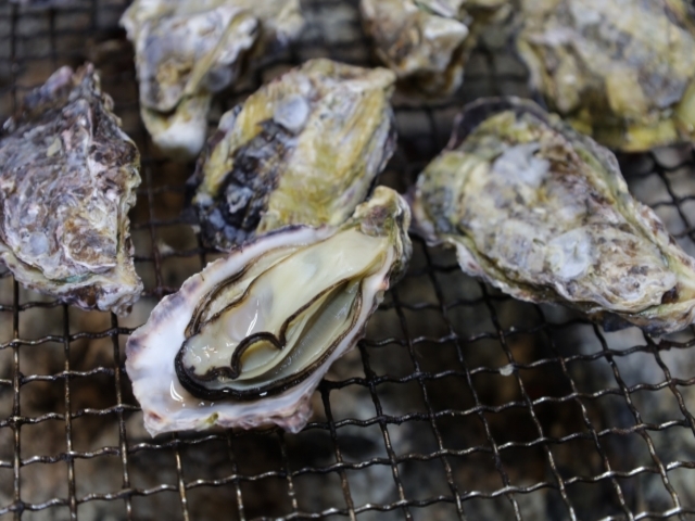 瀬戸内海の魚介